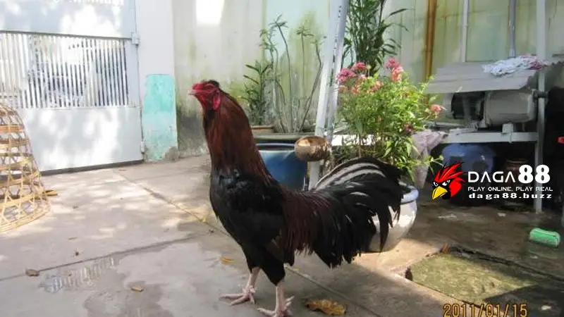 cách nhận biết linh kê thần kê