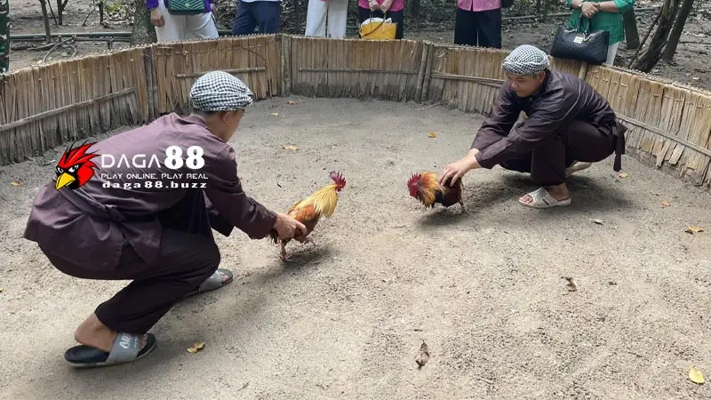 DAGA88 - Xem đá gà trực tiếp chất lượng số 1 tại Đá Gà 88 Cộng đồng kê thủ - Linh hồn của Daga88