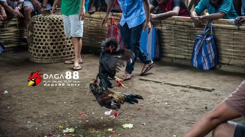 Đá gà Thomo có hợp pháp không?
