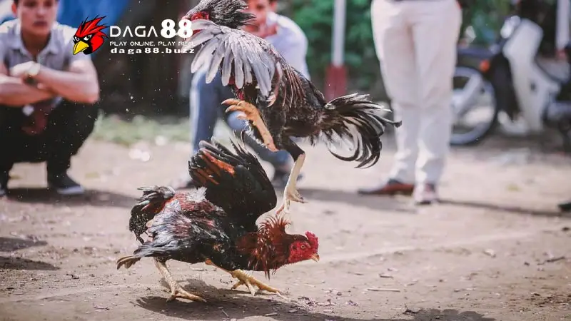 Đá gà Thomo - Trường gà nổi tiếng nhất Đông Nam Á có cá cược Đá gà Thomo - Trường gà nổi tiếng nhất Đông Nam Á có cá cược