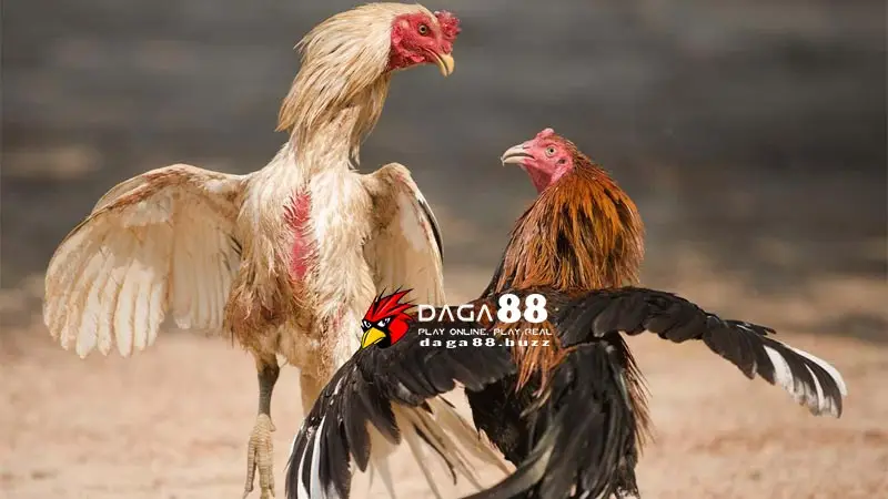 Đá gà CPC 1 | Câu chuyện về đấu trường chiến kê vương giả Đặc điểm nổi bật của đấu trường CPC 1 đá gà