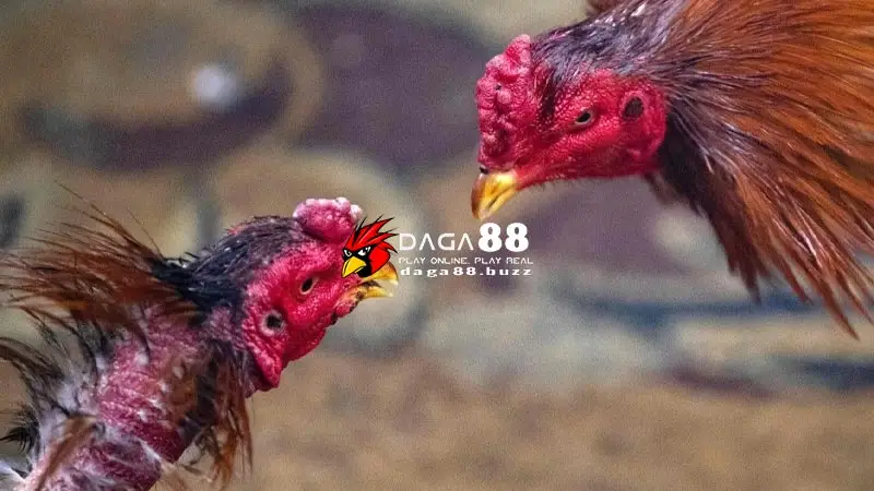 DAGA88 - Xem đá gà trực tiếp chất lượng số 1 tại Đá Gà 88 DAGA88 - Xem đá gà trực tiếp chất lượng số 1 tại Đá Gà 88