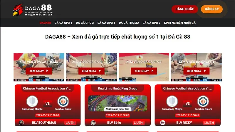 Giới thiệu trang web xem đá gà trực tuyến hàng đầu châu Á Giới thiệu trang web xem đá gà trực tuyến hàng đầu châu Á