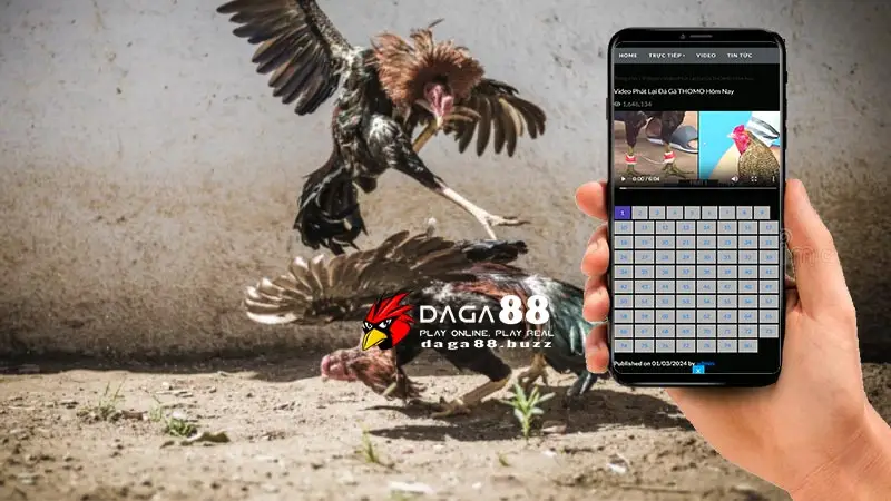 Đá gà Thomo - Trường gà nổi tiếng nhất Đông Nam Á có cá cược Trải nghiệm Đá gà Thomo: Từ trực tiếp đến trực tuyến