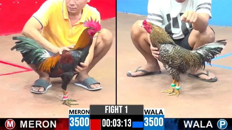 Xem video đá gà Thomo